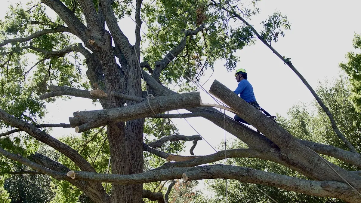 Professional Crown Thinning performed by certified arborists in Dewar